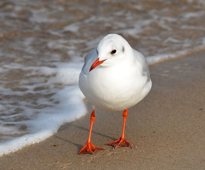 Möwe_Strand Binz